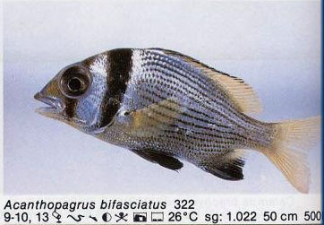 Acanthopagrus bifasciatus